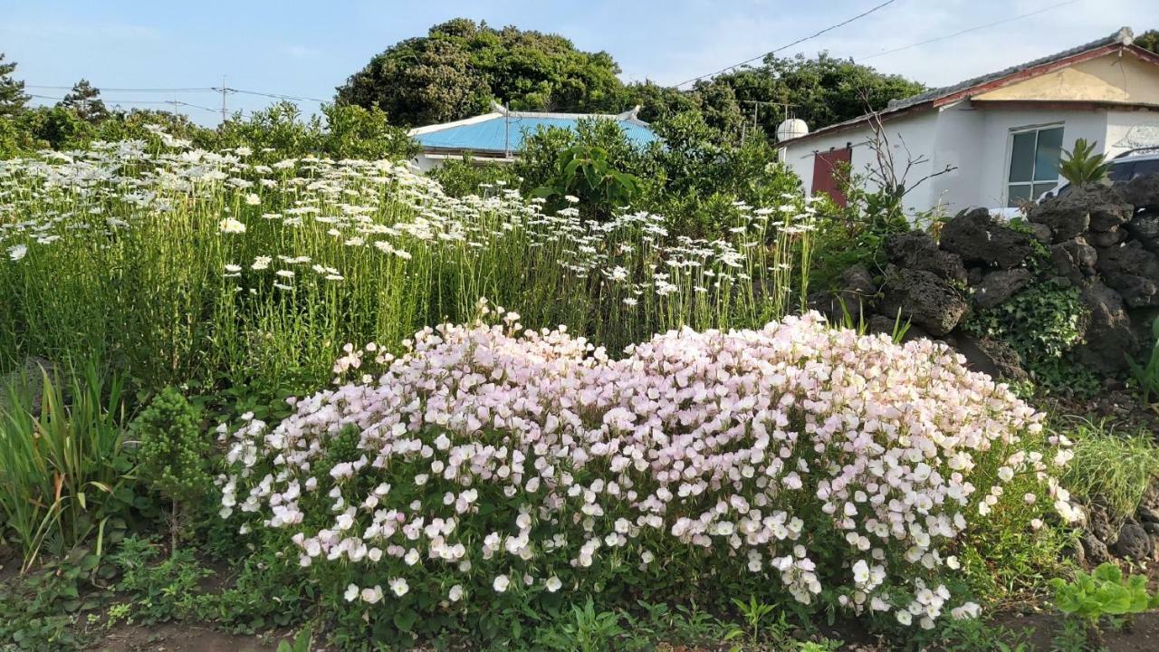 Blue Island Guesthouse Seogwipo Exterior foto